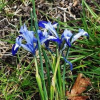 Ирис ложноаировый :: Рита Симонова