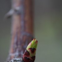 Инопланетянин ) :: Tina Kott