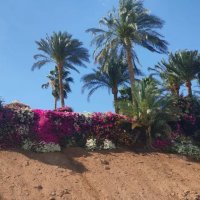 Египет :: Ирэн 