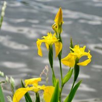 Болотный ирис :: Олег 