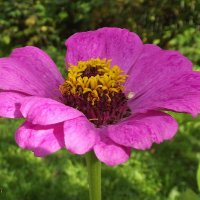 Цинния :: Freddy 97