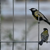 Чем угощать будите...? :: Николай Саржанов