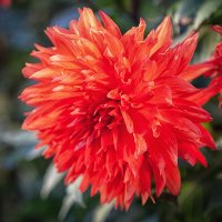 Георгин. :: Лилия *