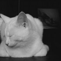 Блаженная :: Сергей Матвеенко