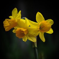 трёхглавый :: Aleksandr .