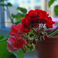 Цветы дома 3 :: Александр Ш