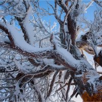 ветви :: Александр Лебедев