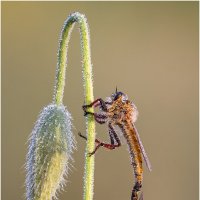 Ктырь.Robber Fly :: Александр Григорьев Ктырь.Robber Fly :: Александр Григорьев