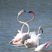 Фламинго-2 :: Николай Волков