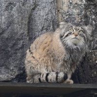 Манул Тимофей :: <<< Наташа >>> Манул Тимофей :: <<< Наташа >>>