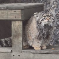 Манул Тимофей :: <<< Наташа >>> Манул Тимофей :: <<< Наташа >>>