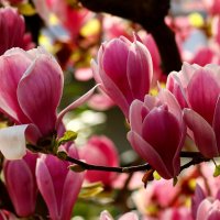 Магнолиевый рай :: Юрий. Шмаков