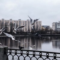 Выборгские чайки. :: Ольга 
