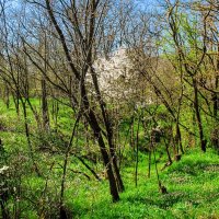 Апрель. :: Владимир 