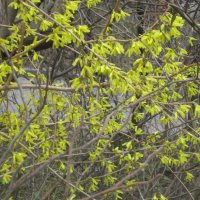 Расцвела форзиция :: Дмитрий Никитин