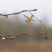 Липовые орешки. :: Вячеслав. Синицын