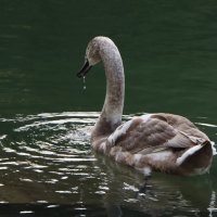 Гадкий утёнок... :: Дмитрий А