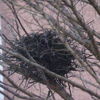 "Всего и надо, что вглядеться..." Ю.Левитанский :: Syntaxist (Светлана)