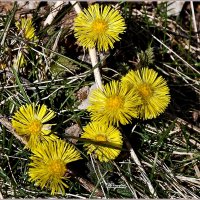 Про апрель... :: Aquarius - Сергей