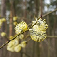 Весенние украшения :: Татьяна Тюменка Весенние украшения :: Татьяна Тюменка