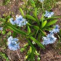 Пушкиния пролесковидная :: Veera V