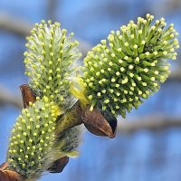 Ива :: Михаил Свиденцов