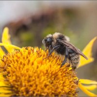 ШМЕЛЬ ... :: Владимир Железнов