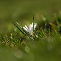 В лучах весны :: Иван Литвинов