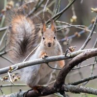 **** :: Владимир Безбородов **** :: Владимир Безбородов