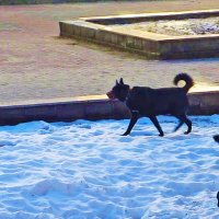 Апрель... Утренняя встреча  на бульваре! :: Владимир 