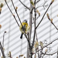 Вестница похолодания :: Валерий Иванович