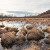 Кочки на болоте :: Марина Фомина. Кочки на болоте :: Марина Фомина.