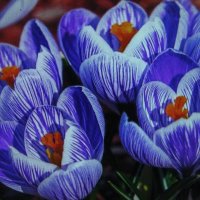 Пёстренькие :: Людмила Смородинская