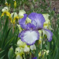 Ирисы :: PRP Ирисы :: PRP