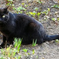 Испуганный кот. :: Милешкин Владимир Алексеевич 