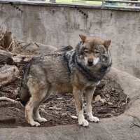 Волк :: <<< Наташа >>>