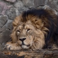 Лев :: <<< Наташа >>>