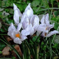 Крокусы :: Рита Симонова