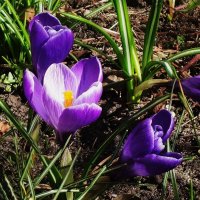 Крокусы :: Рита Симонова Крокусы :: Рита Симонова
