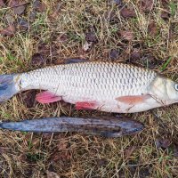 Голавль / Налим :: Денис Бочкарёв