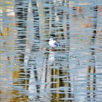 В концептуальной местности :: Alexandеr P