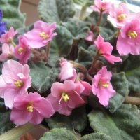 Фиалки :: Елена Семигина