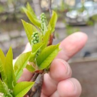 Весенние мотивы :: Елена Семигина