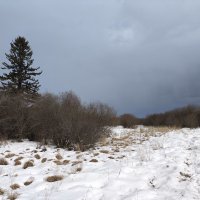 Ель на острове :: Anna Ivanova Ель на острове :: Anna Ivanova