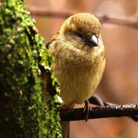 Она :: kolyeretka 