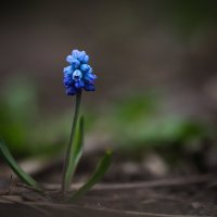 Мускари :: Игорь Шевченко Мускари :: Игорь Шевченко