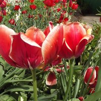 Тюльпаны :: Freddy 97