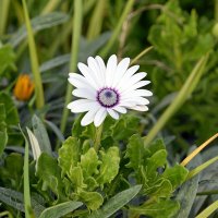 Остеоспермум :: Олег 