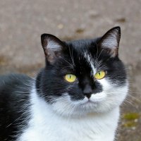 Желтоглазка :: Светлана Желтоглазка :: Светлана