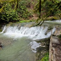 ОРЕХОВКА :: Tata Wolf